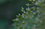 American spikenard